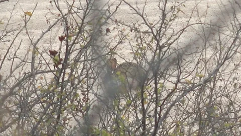 CABO PULMO BCS MEXICO-2023:A Bird Is Sitting In The Branches Of A Tree Stock Footage 245847894