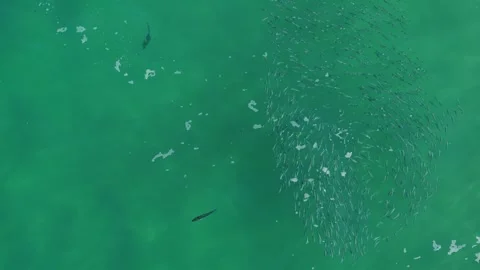 Cabo San Lucas Aerial View of Rooster Fish Hunting a School of Mullet Video stock 341483245