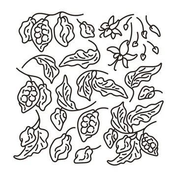 Cacao art line set. Vector sign. Abstract tree, leaf, fruit, bean, flower. Ha Stock Illustration