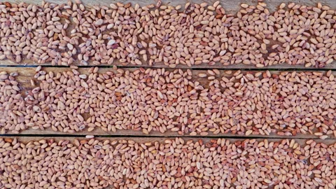 Cacao bean background: beans are being dried on wooden planks Vidéo 196315879