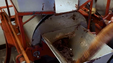 Cacao bean production process in machine Stock Footage 231063108