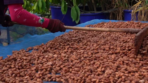 Cacao beans are dried on a drying platform after being fermented. Stock Footage 168664864
