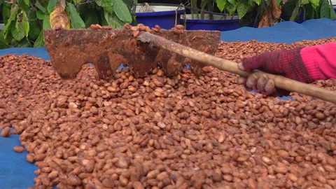 Cacao beans are dried on a drying platform after being fermented Stock Footage 188524954