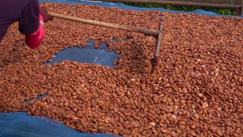Cacao beans are dried on a drying platform after being fermented, slow motion Stock Footage 196055501