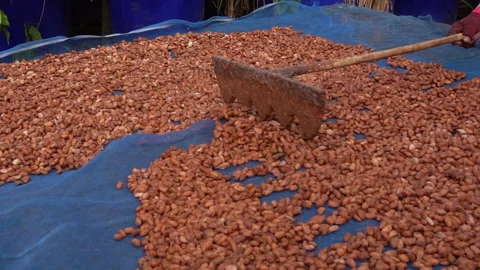 Cacao beans are dried on a drying platform after being fermented Stock Footage 210175469