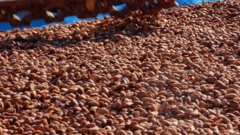 Cacao beans being dried on a drying platform after being fermented. Video stock 143658857