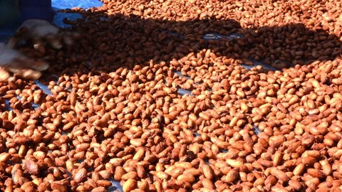 Cacao beans being dried on a drying platform after being fermented. Stock Footage 144737196