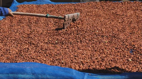 Cacao beans being dried on a drying platform after being fermented. Video stock 144937854