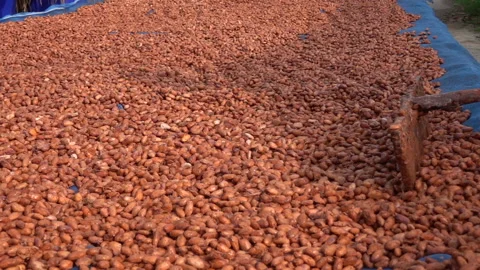 Cacao beans being dried on a drying platform after being fermented. Stock Footage 168399380