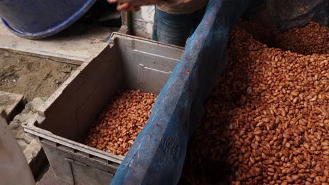 Cacao beans being dried on a drying platform after being fermented. Stock Footage 168401105