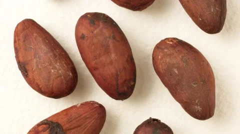  CACAO BEANS IN CLOSE UP MACRO TRACKING SHOT 動画素材 62231508