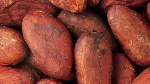  CACAO BEANS IN CLOSE UP MACRO TRACKING SHOT OVERHEAD Vidéo 62231593