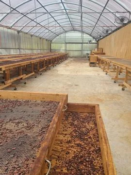 Cacao beans drying racks inside tropical farm facility in Hawaii Foto stock