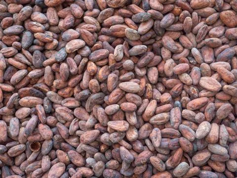 Cacao beans flat lay Stock Photos