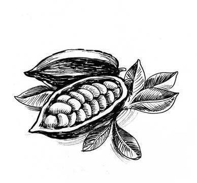 Cacao beans Illustrazione stock