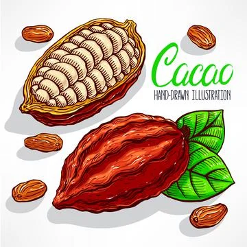 Cacao beans Stock-Illustration