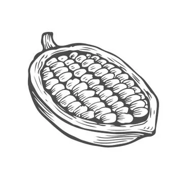 Cacao beans illustration Illustrazione stock