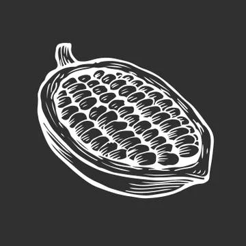 Cacao beans illustration Stock Illustration