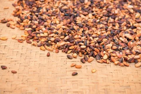 Cacao beans Stock Photos