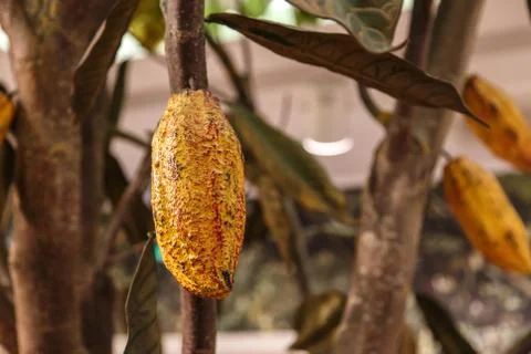 Cacao Beans Stock Photos