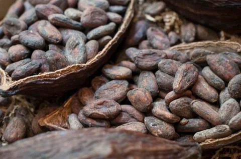 Cacao beans Stock Photos