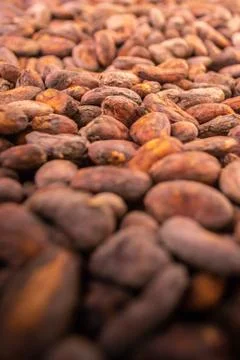 Cacao beans Stock Photos