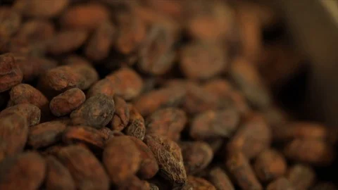 Cacao Cocoa Beans Closeup High Angle Stock Footage 99163404