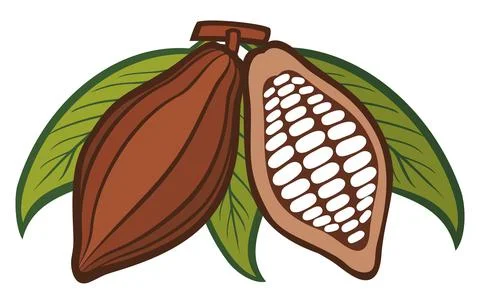 Cacao - cocoa beans Stock Illustration