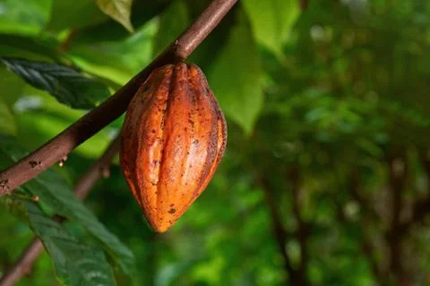 Cacao crop on tree Stock Photos