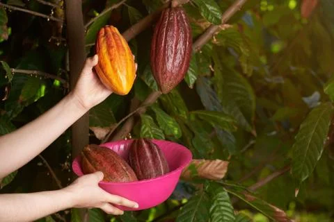 Cacao farm theme Stock Photos
