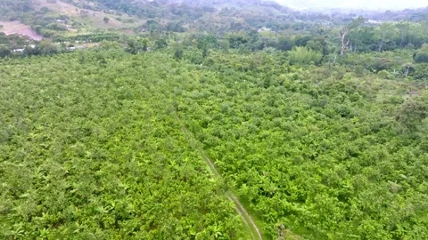 Cacao Farm Tree Canopy with Narrow Dirt Track, Drone Flyover Stock Footage 342818161