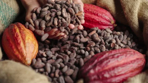 Cacao farmer hands picking up and slowly letting fall cacao beans. Cocoa beans Stock Footage 221692073