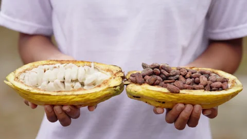 Cacao farmer holding opened pods with wet and dried cocoa beans, cacaofruit Stock Footage 252018557