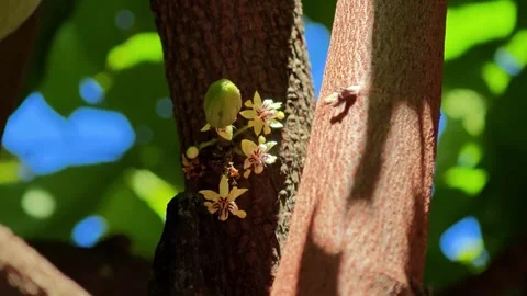 Cacao flower on tree branch. Stock Footage 305722684