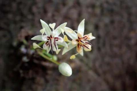 Cacao flower on tree trunk Stock Photos