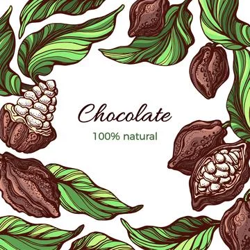 Cacao frame. Vector template. Nature design on white background. Tropical fru Stock Illustration