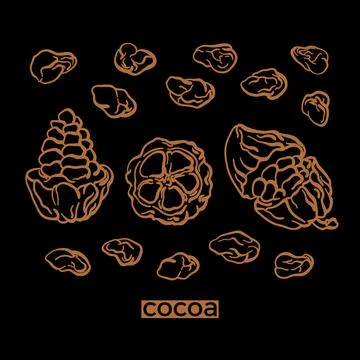 Cacao. Fruit and bean set. Vector chocolate ingredient. Botanical outline ske Stock Illustration