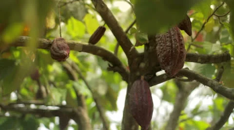 A cacao fruit on a cacao tree Stock Footage 24571817
