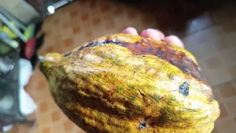 Cacao fruit Stock Footage 308979593