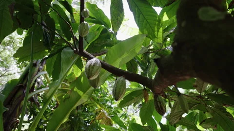 Cacao fruit growing on trees in a lush plantation at sunset Stock Footage 321589259