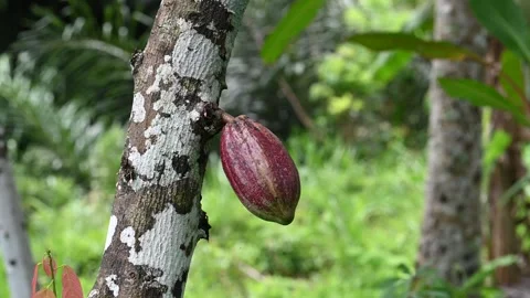 Cacao fruit hangs beside tree trunk in Ubud Stock Footage 339074434