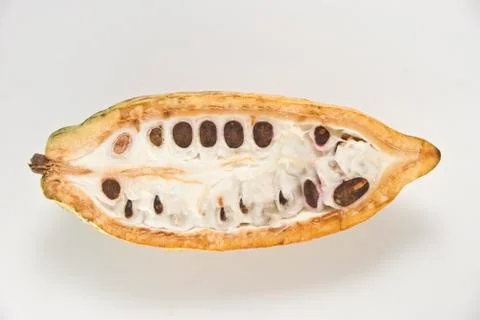 Cacao fruit Stock Photos