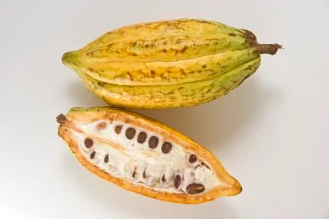 Cacao fruit Foto stock
