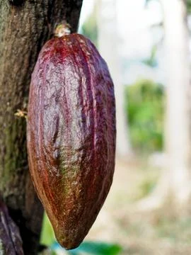 Cacao fruit Stock Photos