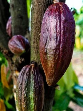 Cacao Fruit Фото