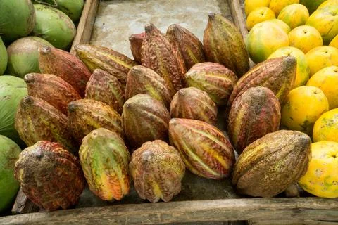 Cacao Fruit Stock Photos