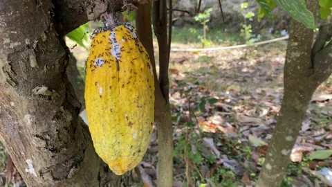 Cacao fruit still on the tree is infested by mealybugs Stockbeeldmateriaal 347544094