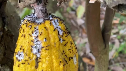 Cacao fruit still on the tree is infested by mealybugs Stockbeeldmateriaal 347544108