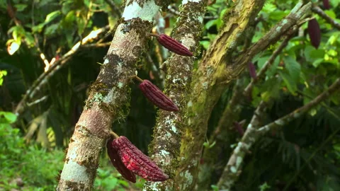 Cacao fruit on a tree in a backyard garden in Ecuador, South America. Cocoa tree Stock-Footage 266489222