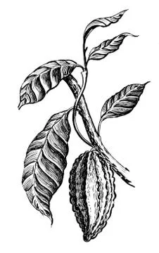 Cacao plant Stock Illustration